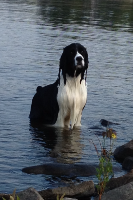 Alfie