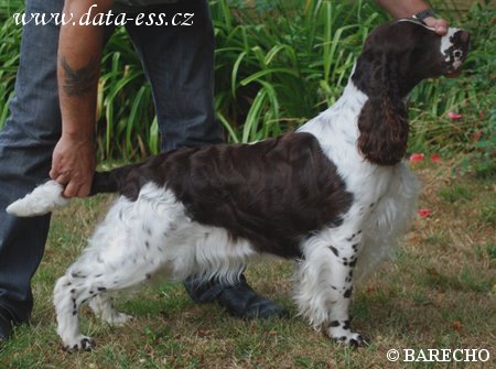 Barecho Qualified To Show With Peasblossom
