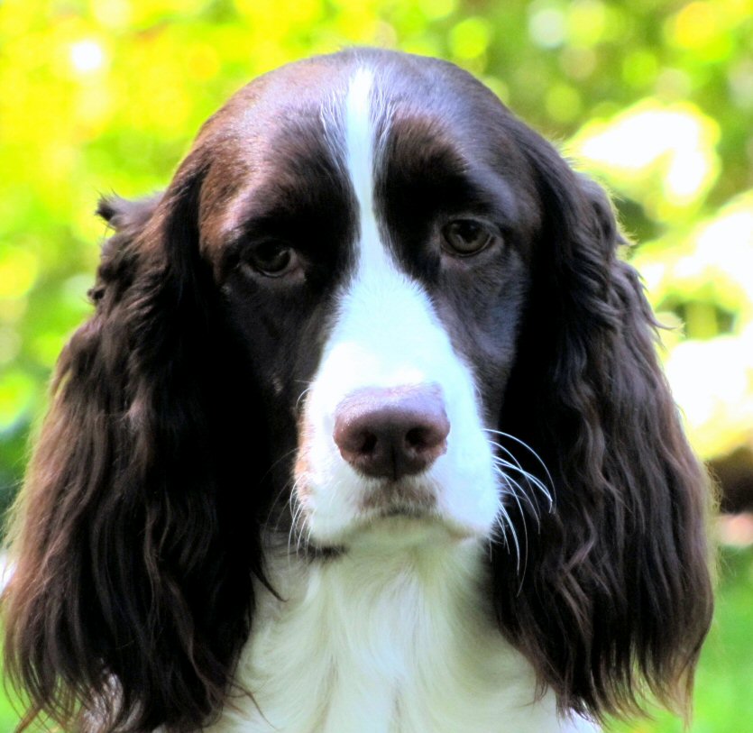 Bonnie