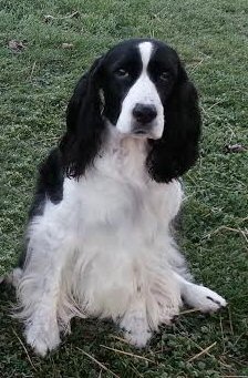 Dottie