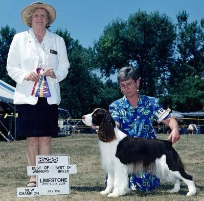 English Springer Spaniel photo: Franny
