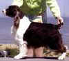 English Springer Spaniel image: Ch Telltale Freestyle
