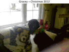 Gracey