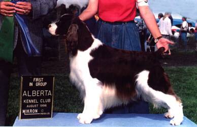 English springer spaniel image:  BIS BISS Ch Tasmara's Spotlight's On Me, 'Hagan
