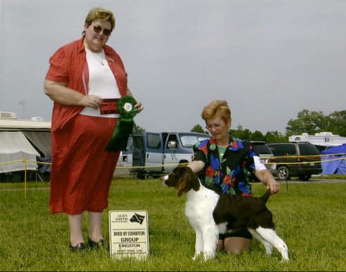 English Springer Spaniel photo: Karmadi's In Style 'Katie'