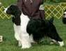 English Springer Spaniel photo:  Ch Karmadi's Made To Fit