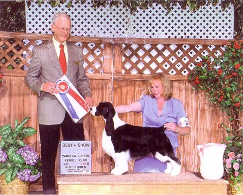 English Springer spaniel photo:  MBIS BISS A/C Ch Karmadi's Madam President
