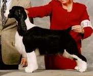English Springer Spaniel Photo:  Madam 