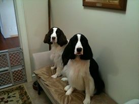 Molly and Mazie