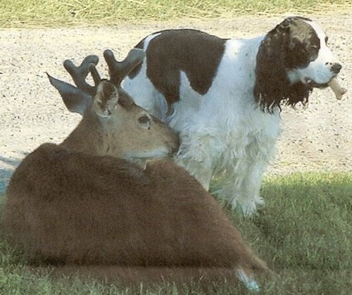 Mr. Bingley and friend