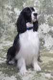 Odin