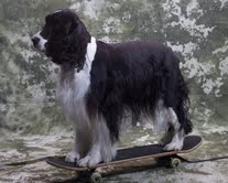 Odin