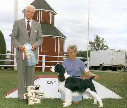 English Springer Spaniel image: Karmadi's Bootlegger 'Porter'