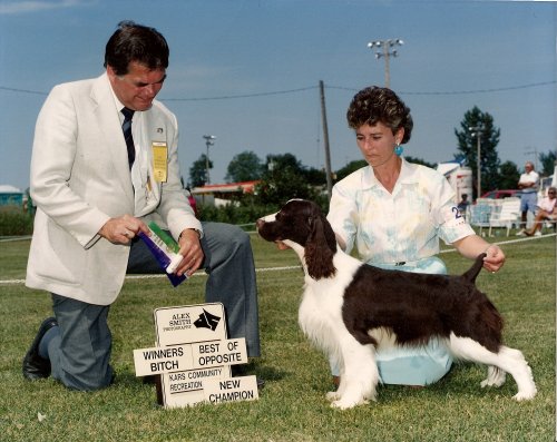English Springer Spaniel photo: Seiko