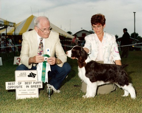 English Springer Spaniel photo: Shrimp