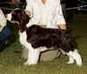 English Springer Spaniel image:  Ch Karmadi's American Maid
