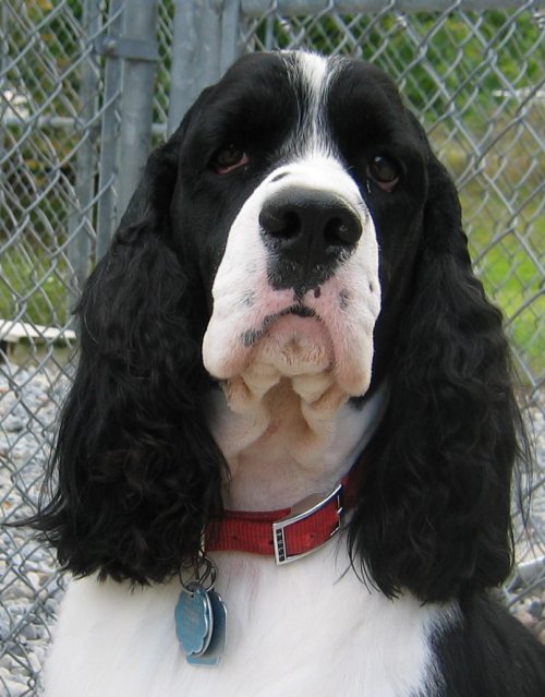 English Springer Spaniel photo: Karmadi's Perfect Storm