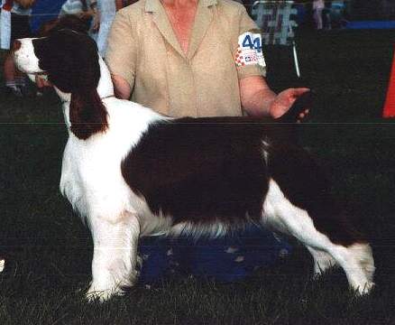 English springer spaniel image: Ch Regency's Cause For Applause