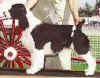 English Springer Spaniel image:  Tybee