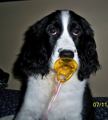 Abby