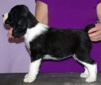 Alicia at 7 weeks
