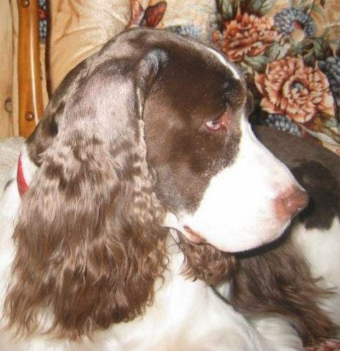 English Springer Spaniel image: Angie