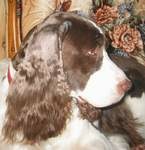 English Springer Spaniel image:  Angie at 11 years old
