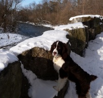 Angus