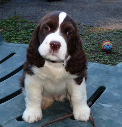 Angus