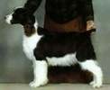 English Springer Spaniel image:  Turner