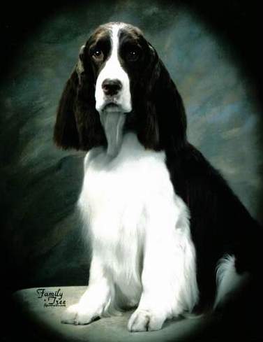 English springer spaniel photo:  Ch Barcath's Zoot Suit Riot