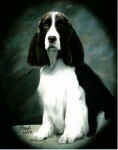 English Springer Spaniel image:  Ch Barcath's Zoot Suit Riot