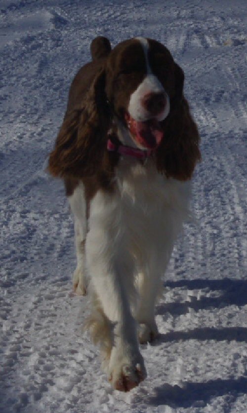 Bentley