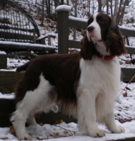 English Springer Spaniel: Blue