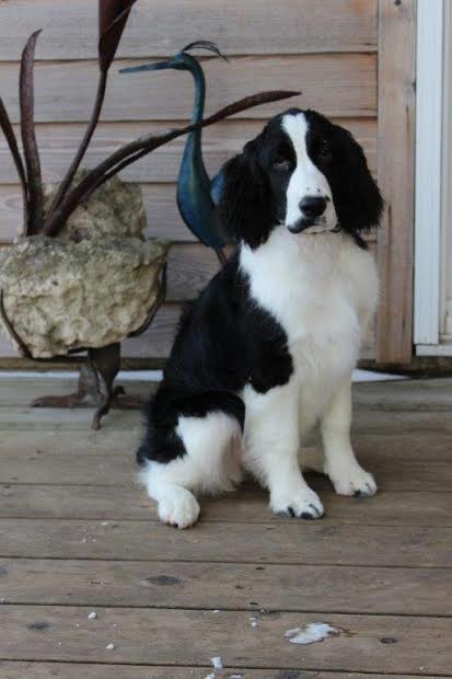 Briar
