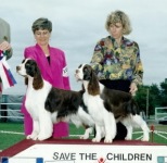 English Springer Spaniel image:  Angie wiinning Best Opposite Sex to brother Broker