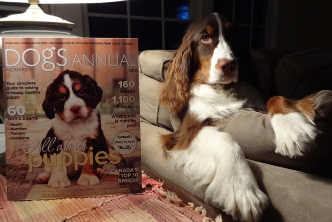 English Springer Spaniel 'Buddy' posing with his Dogs In Canada Annual cover shoot magazine