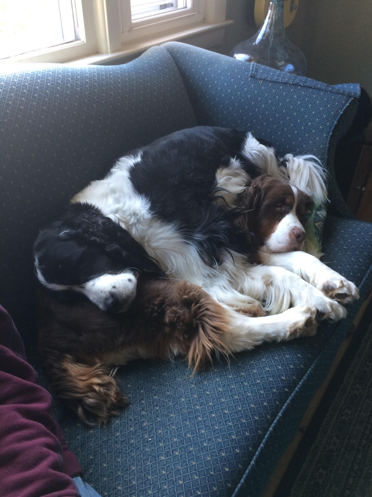 Augie and Buster