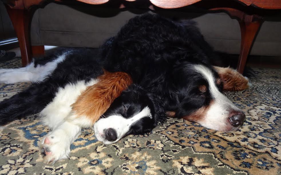 Buster and Niko