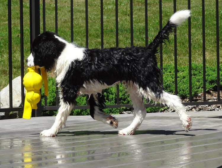 Buster