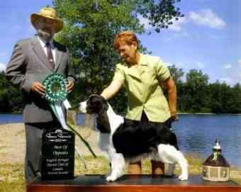Ch Karmadi's Pet Detective; Best Opposite Sex at the English Springer Spaniel National Specialty 2005