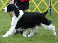 English Springer Spaniel photo: Cagney