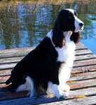 English Springer Spaniel image:  Cagney