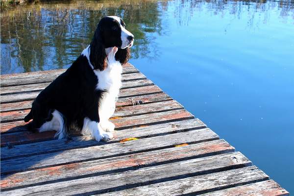 English Springer Spaniel image:  Cagney in a contemplative mood