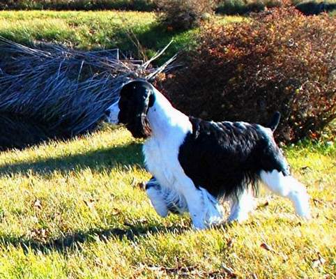 English Springer Spaniel image:  Cagney 'pointing'