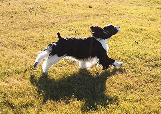 English Springer Spaniel image:  Cagney 