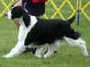 English Springer Spaniel image:  Ch Karmadi's Pet Detective