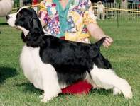 English Springer Spaniel photo:  Ch Jester's Chase' N Dreams
