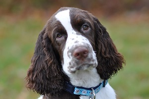 Chessie