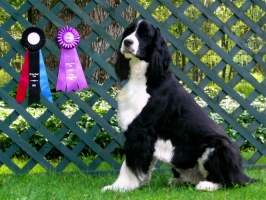 Cody with his ribbons